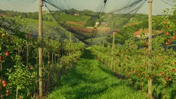 How Shade Nets Protect Crops from Extreme Weather: A Farmer's Guide